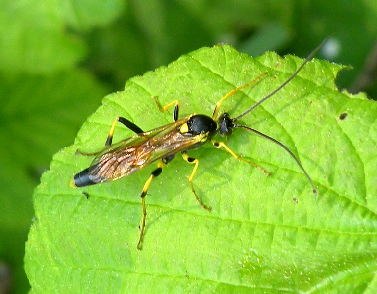 Ichneumonidae